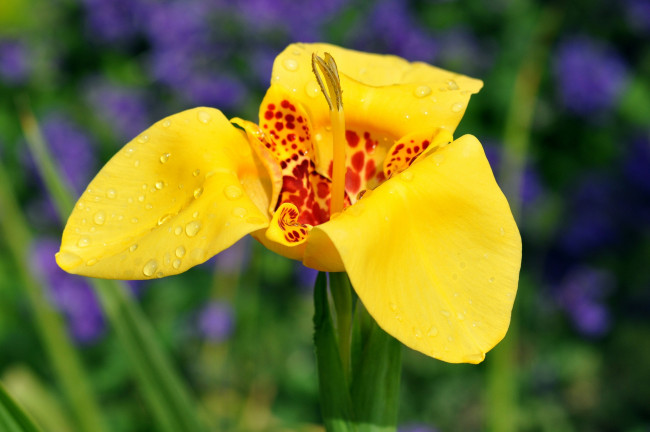 Обои картинки фото цветы, орхидеи, орхидея, желтая