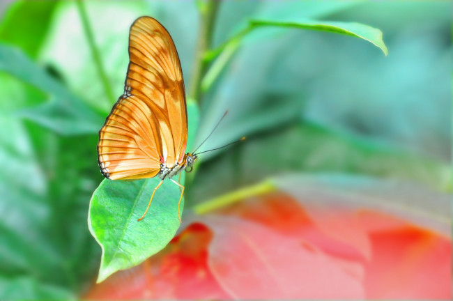 Обои картинки фото животные, бабочки, листья, бабочка