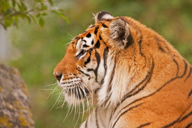 Обои картинки фото животные, тигры, профиль, морда, амурский, кошка, тигр