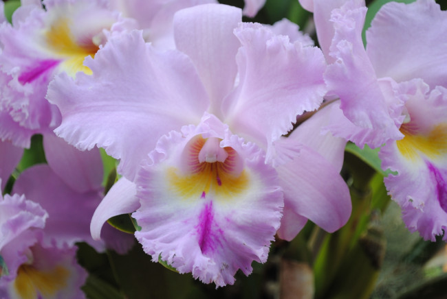 Обои картинки фото цветы, орхидеи