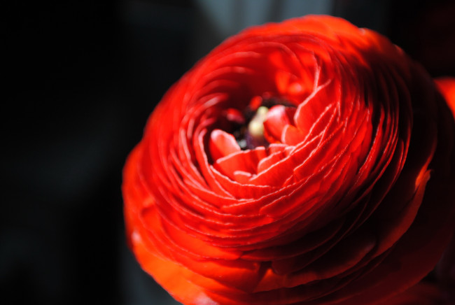 Обои картинки фото цветы, ранункулюс , азиатский лютик, цветок, космея, красная