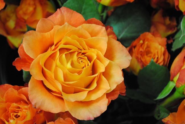 Обои картинки фото цветы, розы, цветок, роза, оранжевая