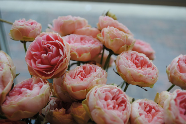 Обои картинки фото цветы, розы, пионы, розовые