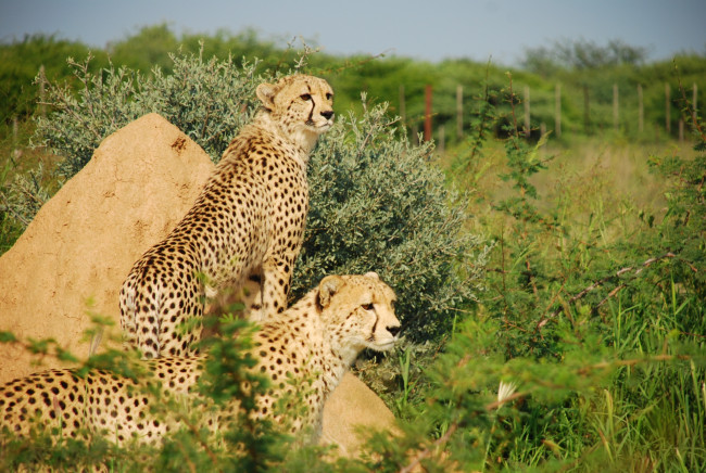 Обои картинки фото животные, гепарды, трава, камень, леопарды
