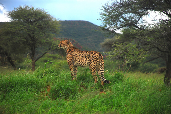 Обои картинки фото животные, леопарды, деревья, трава, животное, леопард