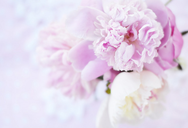 Обои картинки фото цветы, пионы, розовые