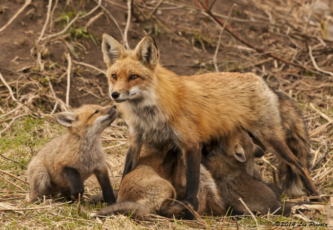 Обои картинки фото животные, лисы, мать, кормление