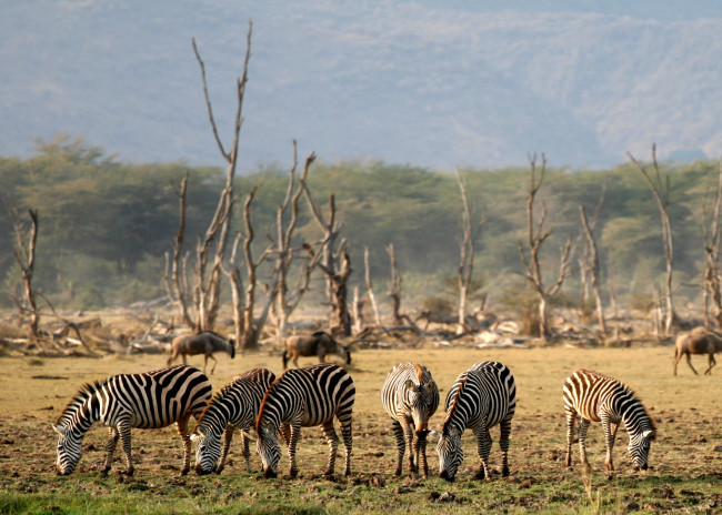 Обои картинки фото lake manyara, животные, зебры, саванна, сухостой, африка, антилопы, гну, трава, деревья