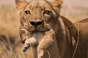 Картинка животные львы львёнок кошачие лев хищник животное львица держит львёнка