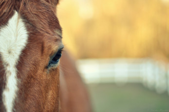Картинка животные лошади голова конь лошадь глаз