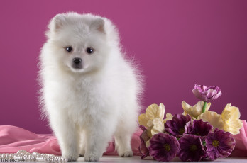 Картинка животные собаки шпиц белый цветы щенок