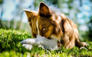 Картинка животные собаки собака пес взгляд лапы трава лужайка