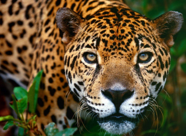 Обои картинки фото животные, Ягуары, взгляд, голова, хищник, ягуар