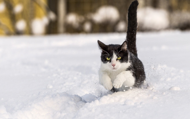 Обои картинки фото животные, коты, кот, снег, зима, хвост