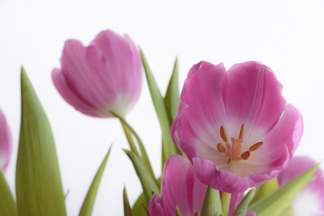 Обои картинки фото цветы, тюльпаны, лепестки, макро