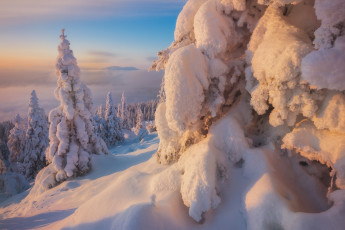 Картинка природа зима снег лес ели