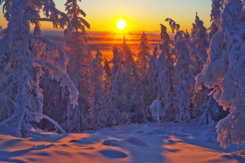 Картинка природа восходы закаты оймяконский улус лес закат ели Якутия владимир рябков россия деревья зима снег