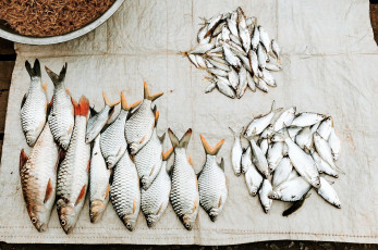 Картинка еда рыба +морепродукты +суши +роллы улов свежая