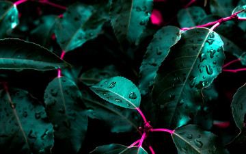 Картинка природа листья капли