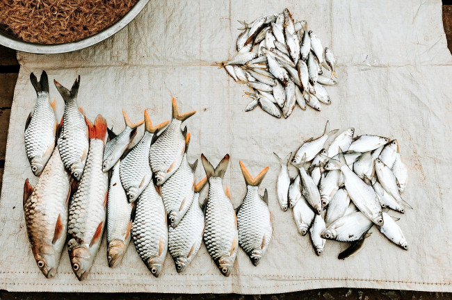 Обои картинки фото еда, рыба,  морепродукты,  суши,  роллы, улов, свежая