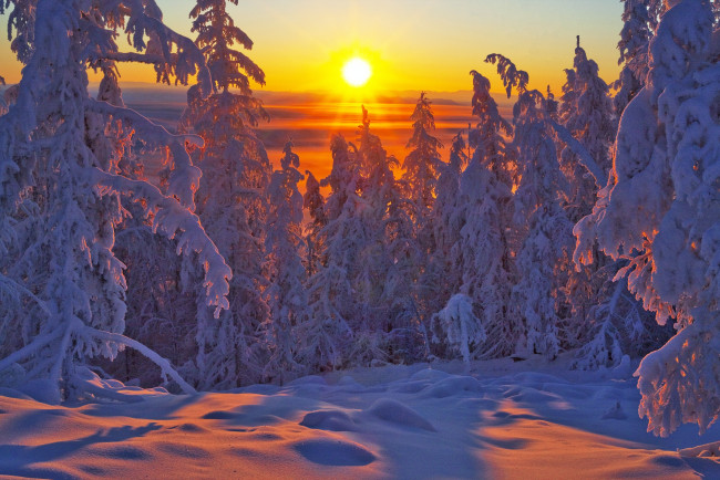 Обои картинки фото природа, восходы, закаты, оймяконский, улус, лес, закат, ели, Якутия, владимир, рябков, россия, деревья, зима, снег