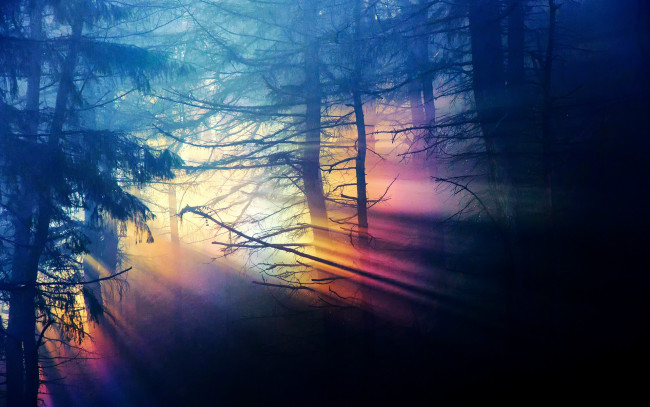 Обои картинки фото природа, лес, деревья, лучи, рассвет