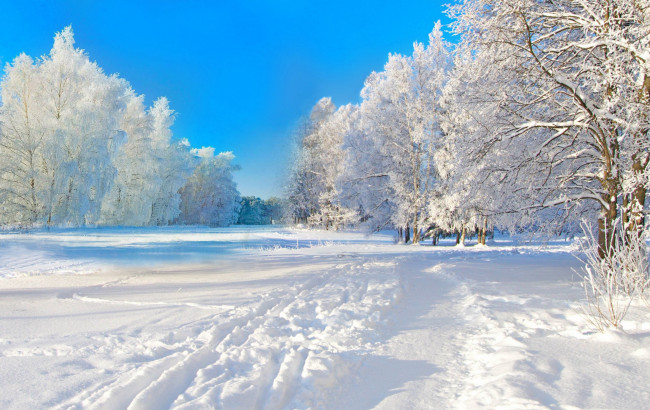 Обои картинки фото природа, зима, снег, деревья
