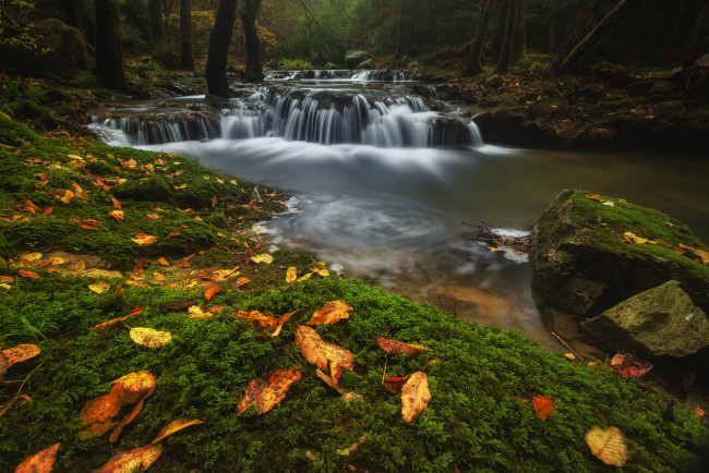 Обои картинки фото природа, водопады, осень, лес, листья, вода, камни, поток, речка, водоем, пороги