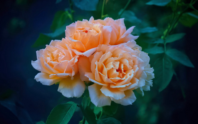 Обои картинки фото цветы, розы, чайные, ветка