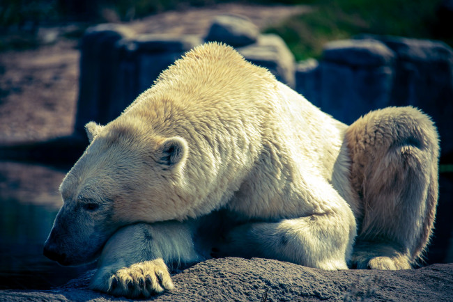 Обои картинки фото животные, медведи, белый, медведь