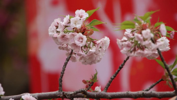 Картинка цветы сакура +вишня весна цветение