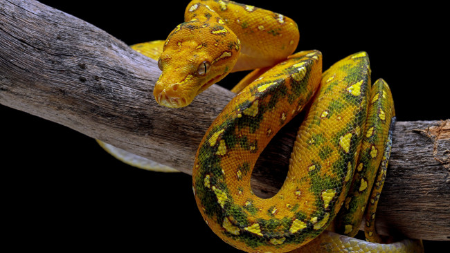 Обои картинки фото животные, змеи,  питоны,  кобры, змея, ветка, питон, желтая
