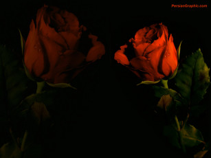 обоя цветы, розы