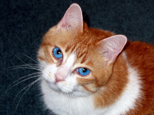 Картинка красотка животные коты