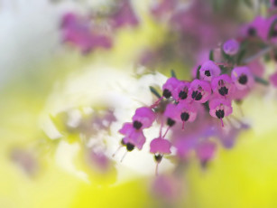 Картинка цветы вереск эрики