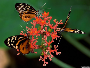 Картинка tamirlan мы водили хоровод вот животные бабочки