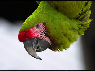 Картинка tamirlan поисках флинта животные попугаи
