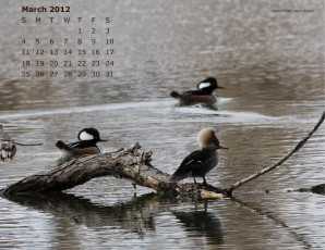 обоя календари, животные, вода, коряги, утки