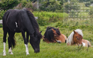 Картинка календари животные лошади