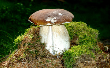 Картинка природа грибы гриб мох
