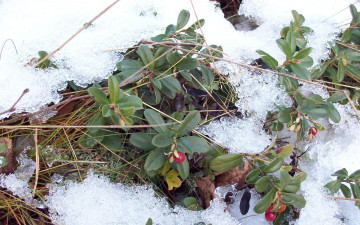Картинка природа Ягоды брусника снег