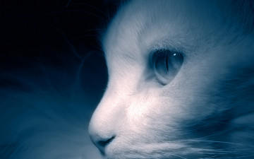 Картинка животные коты белый