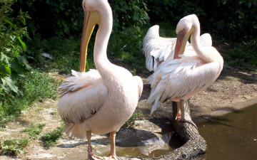 Картинка животные пеликаны водоем