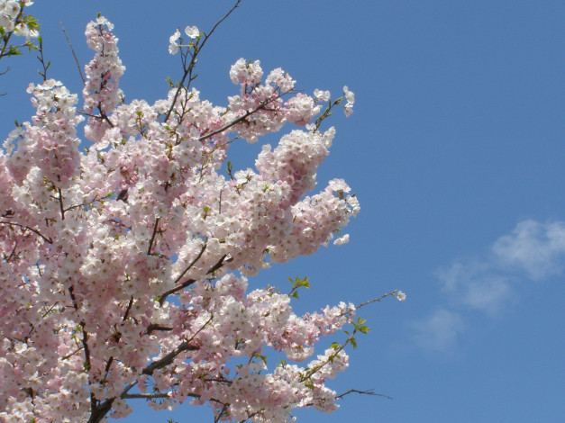 Обои картинки фото цветы, сакура, вишня, ветки