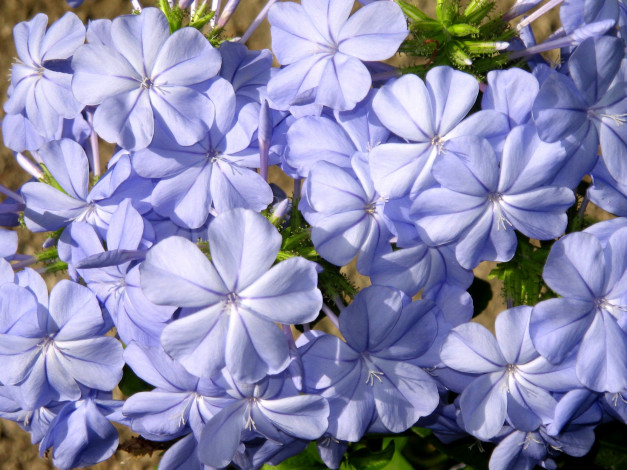 Обои картинки фото плюмбаго, цветы, свинчатка, лепестки, голубой