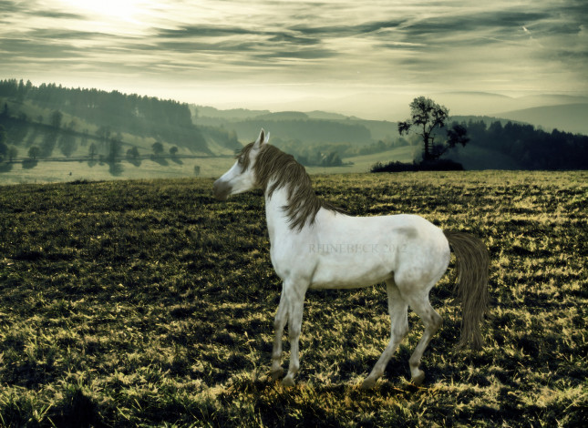 Обои картинки фото рисованные, животные, лошади, поле, лошадь