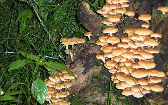 Обои картинки фото природа, грибы, упавшее, дерево