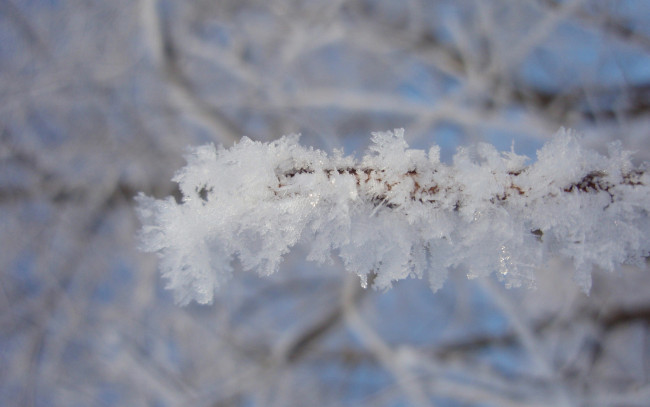 Обои картинки фото природа, макро, ветка, зима, снег