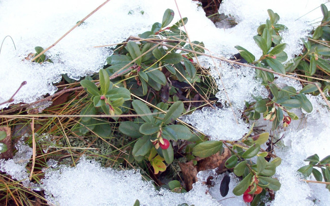 Обои картинки фото природа, Ягоды, брусника, снег