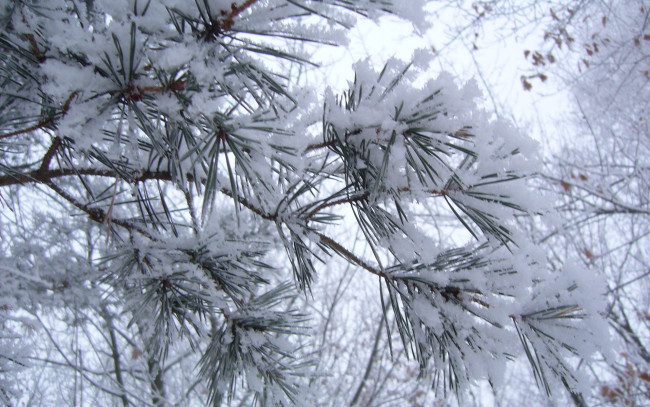 Обои картинки фото природа, зима, сосна, снег